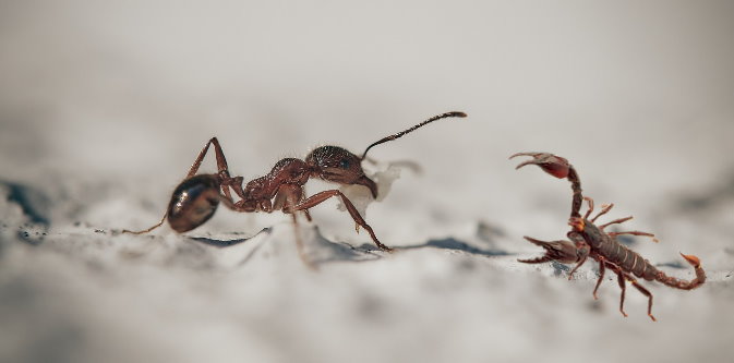 Akrep ve Karınca
