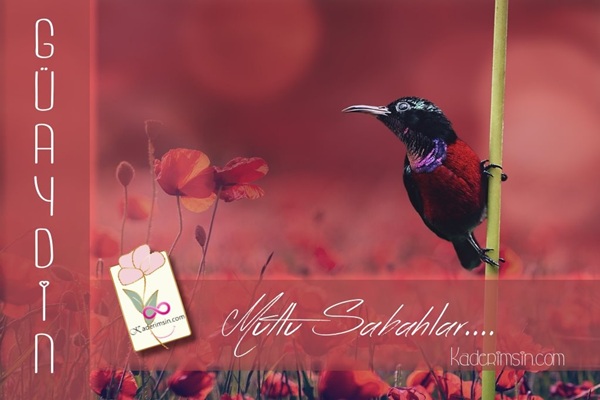 Renkli balonlarla süslenmiş neşeli günaydın kartı